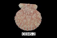 藏品(海扇蛤)的圖片